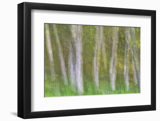 Alder Forest I-Kathy Mahan-Framed Photographic Print