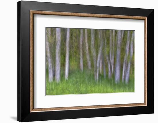 Alder Forest II-Kathy Mahan-Framed Photographic Print