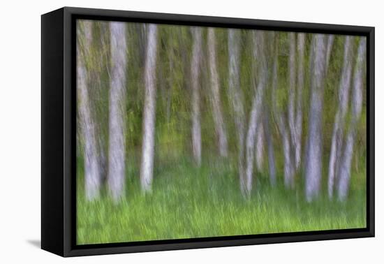 Alder Forest II-Kathy Mahan-Framed Premier Image Canvas