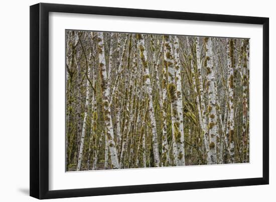 Alder Grove in Winter-Don Paulson-Framed Giclee Print