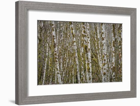 Alder Grove in Winter-Don Paulson-Framed Giclee Print