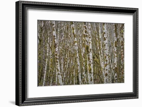 Alder Grove in Winter-Don Paulson-Framed Giclee Print