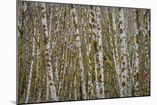 Alder Grove in Winter-Don Paulson-Mounted Giclee Print