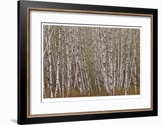 Alder Trees Olympic National Park-Donald Paulson-Framed Giclee Print