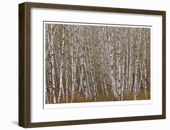 Alder Trees Olympic National Park-Donald Paulson-Framed Giclee Print