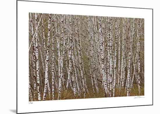 Alder Trees Olympic National Park-Donald Paulson-Mounted Giclee Print