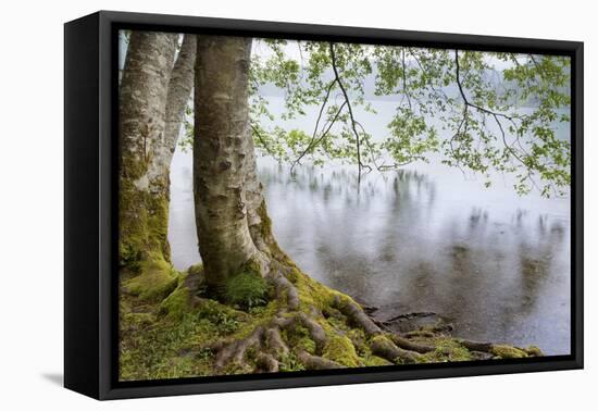 Alder Trees over Lake Crescent, Olympic National Park, Washington, USA-Jaynes Gallery-Framed Premier Image Canvas