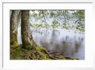 Alder Trees Over Lake Crescent Olympic National Park Washington Usa Photographic Print Jaynes Gallery Art Com