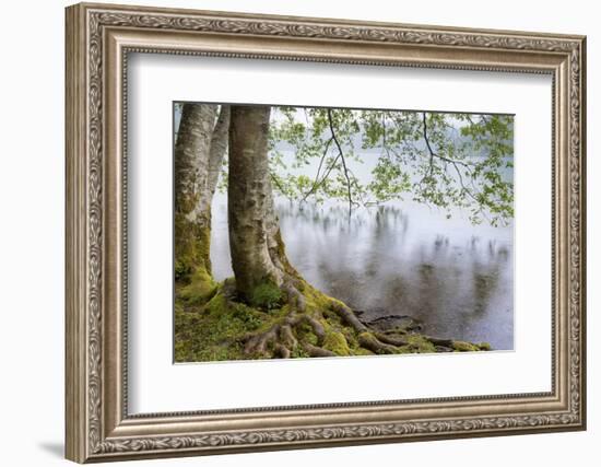 Alder Trees over Lake Crescent, Olympic National Park, Washington, USA-Jaynes Gallery-Framed Photographic Print