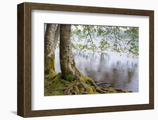 Alder Trees over Lake Crescent, Olympic National Park, Washington, USA-Jaynes Gallery-Framed Photographic Print