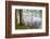 Alder Trees over Lake Crescent, Olympic National Park, Washington, USA-Jaynes Gallery-Framed Photographic Print