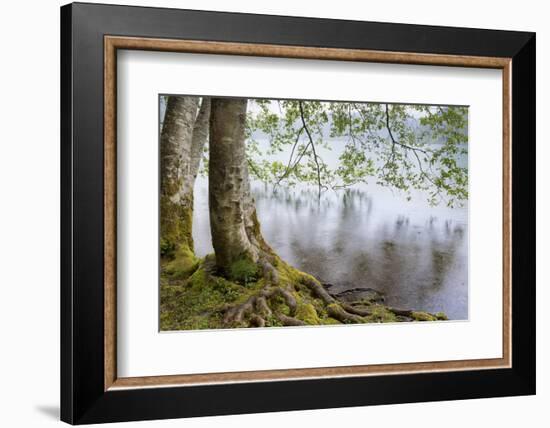 Alder Trees over Lake Crescent, Olympic National Park, Washington, USA-Jaynes Gallery-Framed Photographic Print