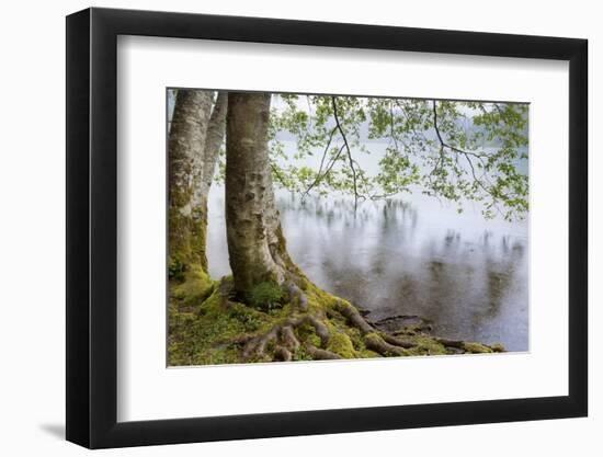 Alder Trees over Lake Crescent, Olympic National Park, Washington, USA-Jaynes Gallery-Framed Photographic Print