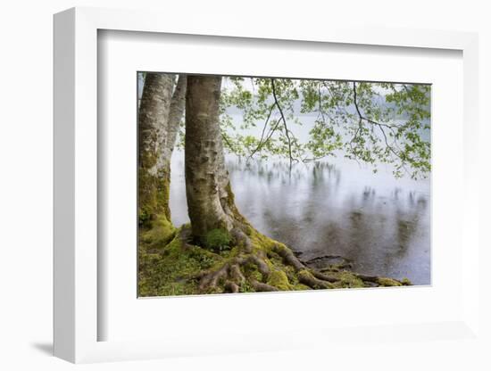 Alder Trees over Lake Crescent, Olympic National Park, Washington, USA-Jaynes Gallery-Framed Photographic Print