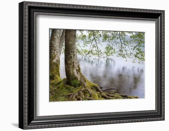 Alder Trees over Lake Crescent, Olympic National Park, Washington, USA-Jaynes Gallery-Framed Photographic Print