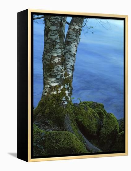 Alder Trunk along the McKenzie River, Willamette National Forest, Oregon, USA-Charles Gurche-Framed Premier Image Canvas