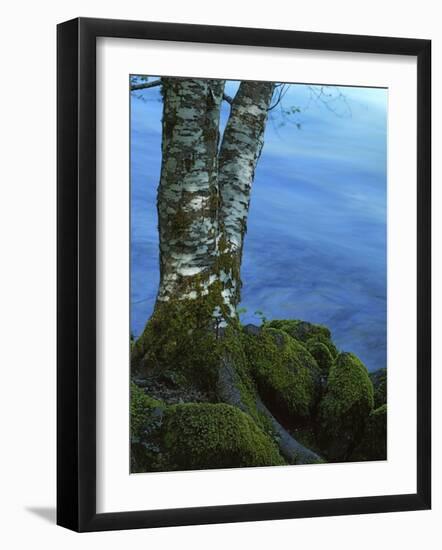 Alder Trunk along the McKenzie River, Willamette National Forest, Oregon, USA-Charles Gurche-Framed Photographic Print