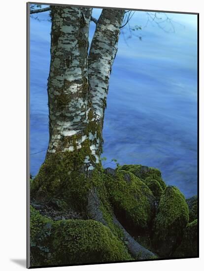 Alder Trunk along the McKenzie River, Willamette National Forest, Oregon, USA-Charles Gurche-Mounted Photographic Print