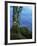 Alder Trunk along the McKenzie River, Willamette National Forest, Oregon, USA-Charles Gurche-Framed Photographic Print