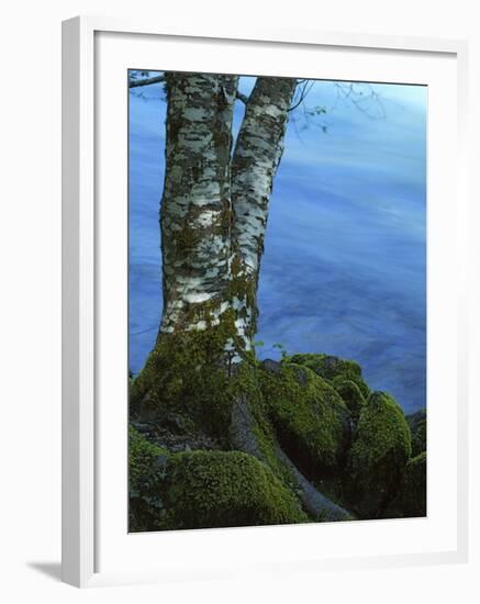Alder Trunk along the McKenzie River, Willamette National Forest, Oregon, USA-Charles Gurche-Framed Photographic Print