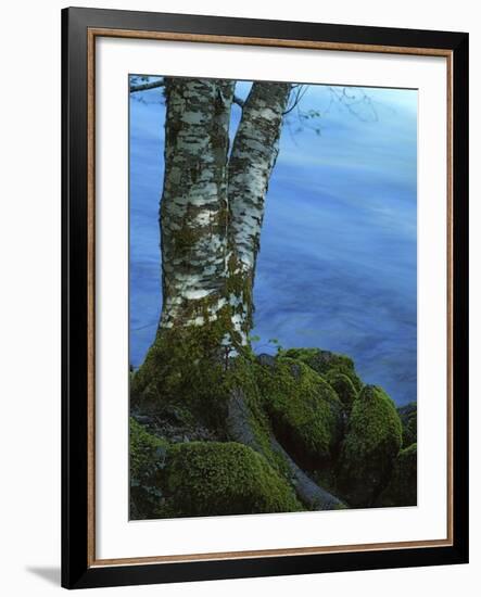 Alder Trunk along the McKenzie River, Willamette National Forest, Oregon, USA-Charles Gurche-Framed Photographic Print