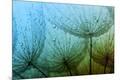 Premium Photographic Print