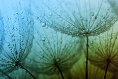 Abstract Macro Photo of Dandelion Seeds with Water Drops-Ale-ks-Photographic Print