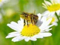 Bee On The Chamomile Flower-Ale-ks-Photographic Print