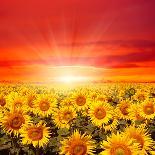 Field of Sunflowers and Sun in the Blue Sky.-Ale-ks-Photographic Print
