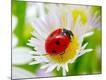 Premium Photographic Print