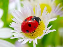 Ladybug Sits On A Flower Petal-Ale-ks-Photographic Print