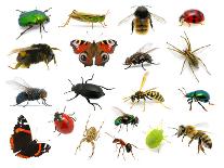 Set of Insects on White-Ale-ks-Photographic Print