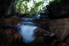 Jaguar walking along a trail in La Papalota, Mexico-Alejandro Prieto-Framed Photographic Print