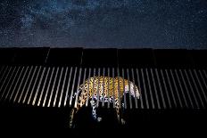 Low angle view of Jaguar patrolling territory at night, Mexico-Alejandro Prieto-Photographic Print