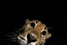 Jaguar at night, portrait, La Papalota, Mexico-Alejandro Prieto-Photographic Print