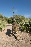 Jaguar walking along a trail in La Papalota, Mexico-Alejandro Prieto-Framed Photographic Print