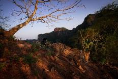 Jaguar walking over rocky hillside, Mexico-Alejandro Prieto-Framed Premier Image Canvas