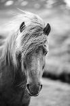 Portrait of Icelandic Horse in Black and White-Aleksandar Mijatovic-Photographic Print