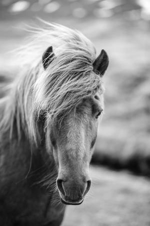 black and white horse drawings