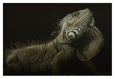 Iguana Profile-Aleksandar Milosavljevic-Mounted Giclee Print