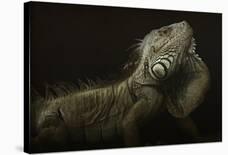 Iguana Profile-Aleksandar Milosavljevic-Mounted Giclee Print