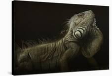 Iguana Profile-Aleksandar Milosavljevic-Framed Giclee Print
