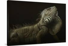 Iguana Profile-Aleksandar Milosavljevic-Laminated Giclee Print