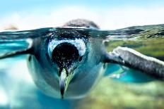 Penguin is under Water Looking at Camera-Aleksandar Todorovic-Photographic Print