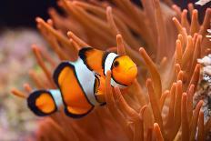 Amphiprion Ocellaris Clownfish in Marine Aquarium-Aleksey Stemmer-Photographic Print
