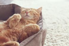 Cute Little Ginger Kitten is Sleeping in Soft Blanket on Wooden Floor-Alena Ozerova-Framed Photographic Print