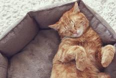 A Ginger Cat Sleeps in His Soft Cozy Bed on a Floor Carpet-Alena Ozerova-Photographic Print