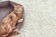 A Ginger Cat Sleeps in His Soft Cozy Bed on a Floor Carpet-Alena Ozerova-Photographic Print