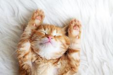 Cute Little Red Kitten Sleeps on Fur White Blanket-Alena Ozerova-Photographic Print