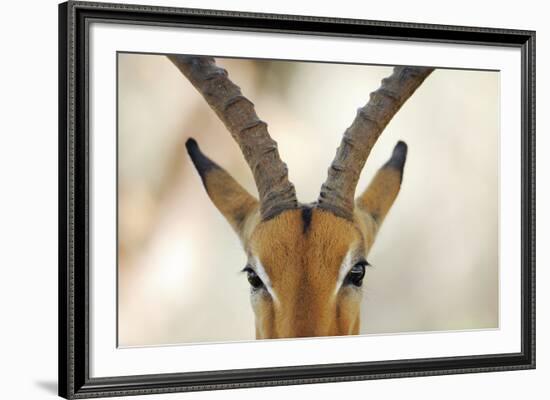 Alert Gazelle-Staffan Widstrand-Framed Giclee Print